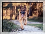 Biegn�cy, Owczarek Niemiecki