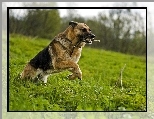 Patyk, Owczarek Niemiecki, Z�by, Trawa